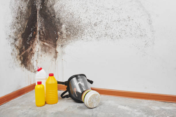 Mold Testing and Removal in Bellbrook, OH