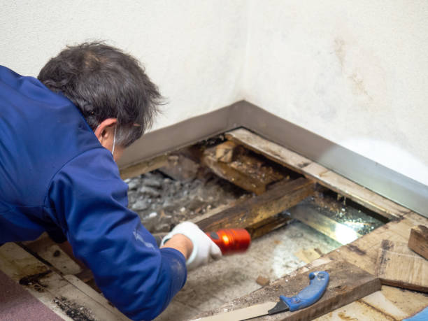 Best Toxic Mold Removal  in Bellbrook, OH