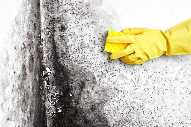 Best Emergency Mold Removal  in Bellbrook, OH