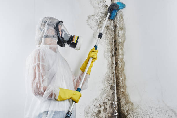 Best Attic Mold Removal  in Bellbrook, OH