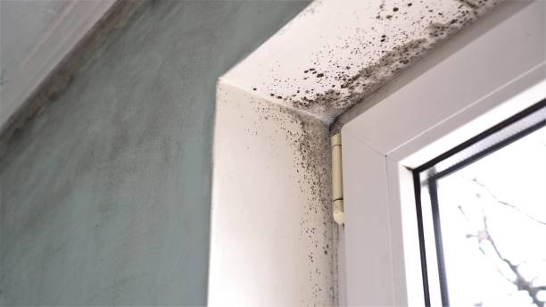 Mold Removal and Inspection in Bellbrook, OH