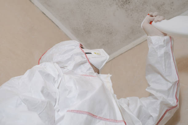 Best Mold Removal and Inspection  in Bellbrook, OH