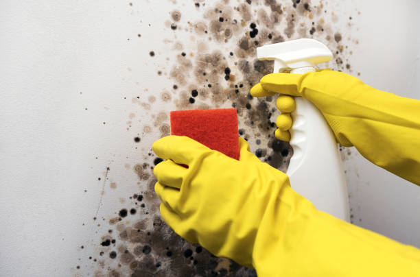 Professional Mold Removal in Bellbrook, OH