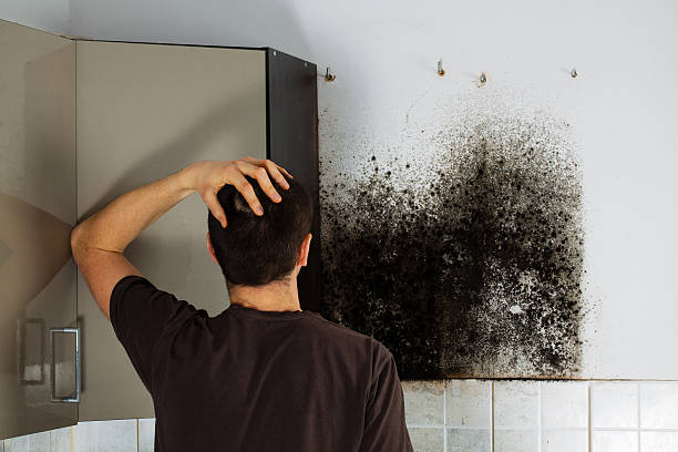 Best Office Mold Removal Services  in Bellbrook, OH