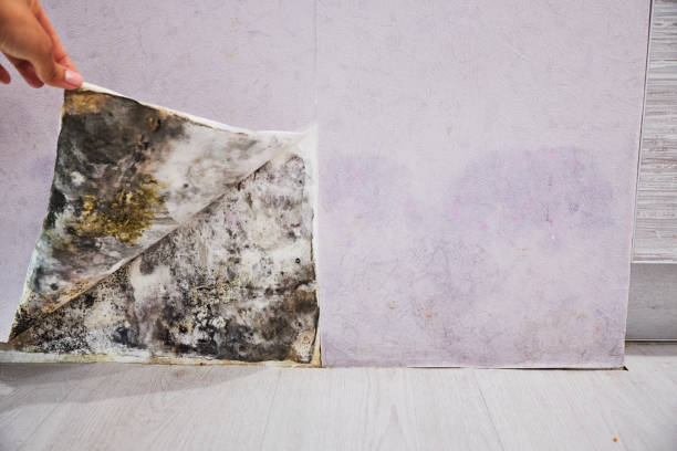 Best Attic Mold Removal  in Bellbrook, OH